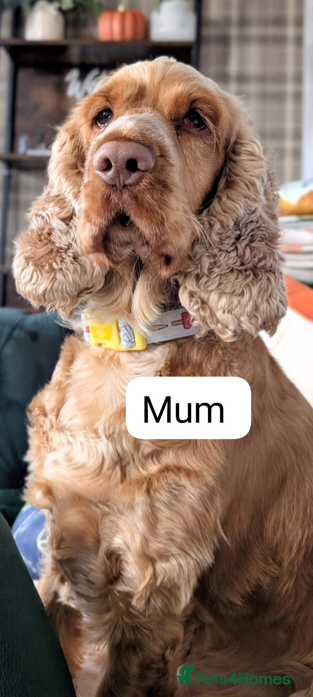 Cocker Spaniel dogs for sale: 🐾Pedigree Show cocker spaniel puppies🐾 - Image 21