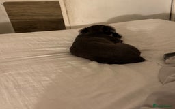 Miniature Dachshund dogs for sale: Kiki mini dash long hair  - Image 4
