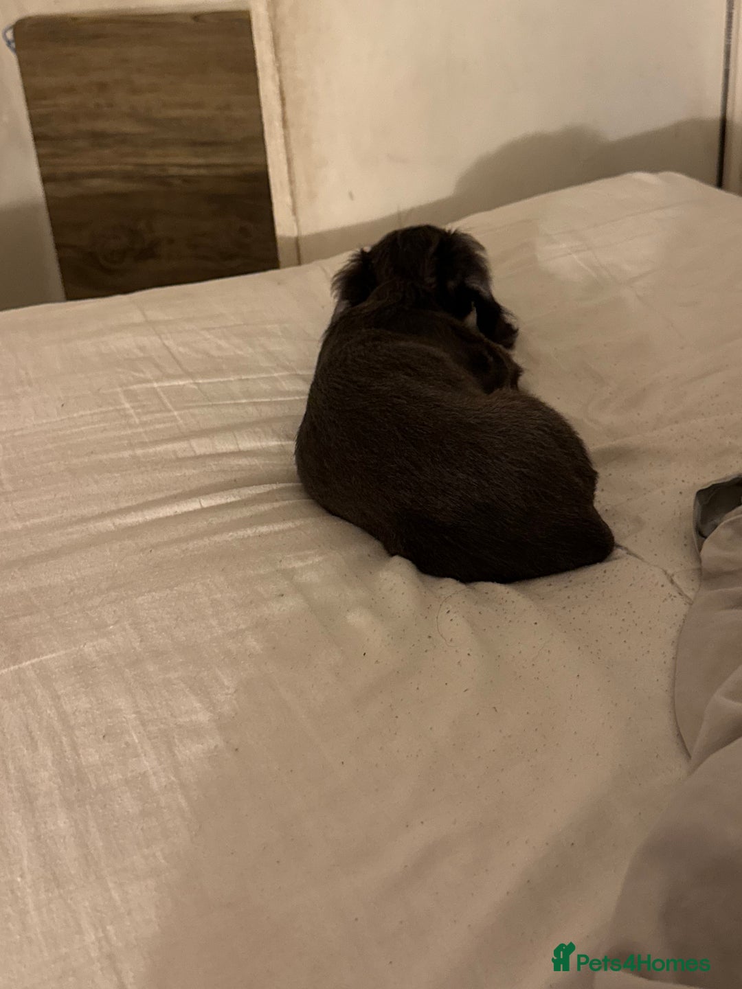 Miniature Dachshund dogs for sale: Kiki mini dash long hair  - Image 4
