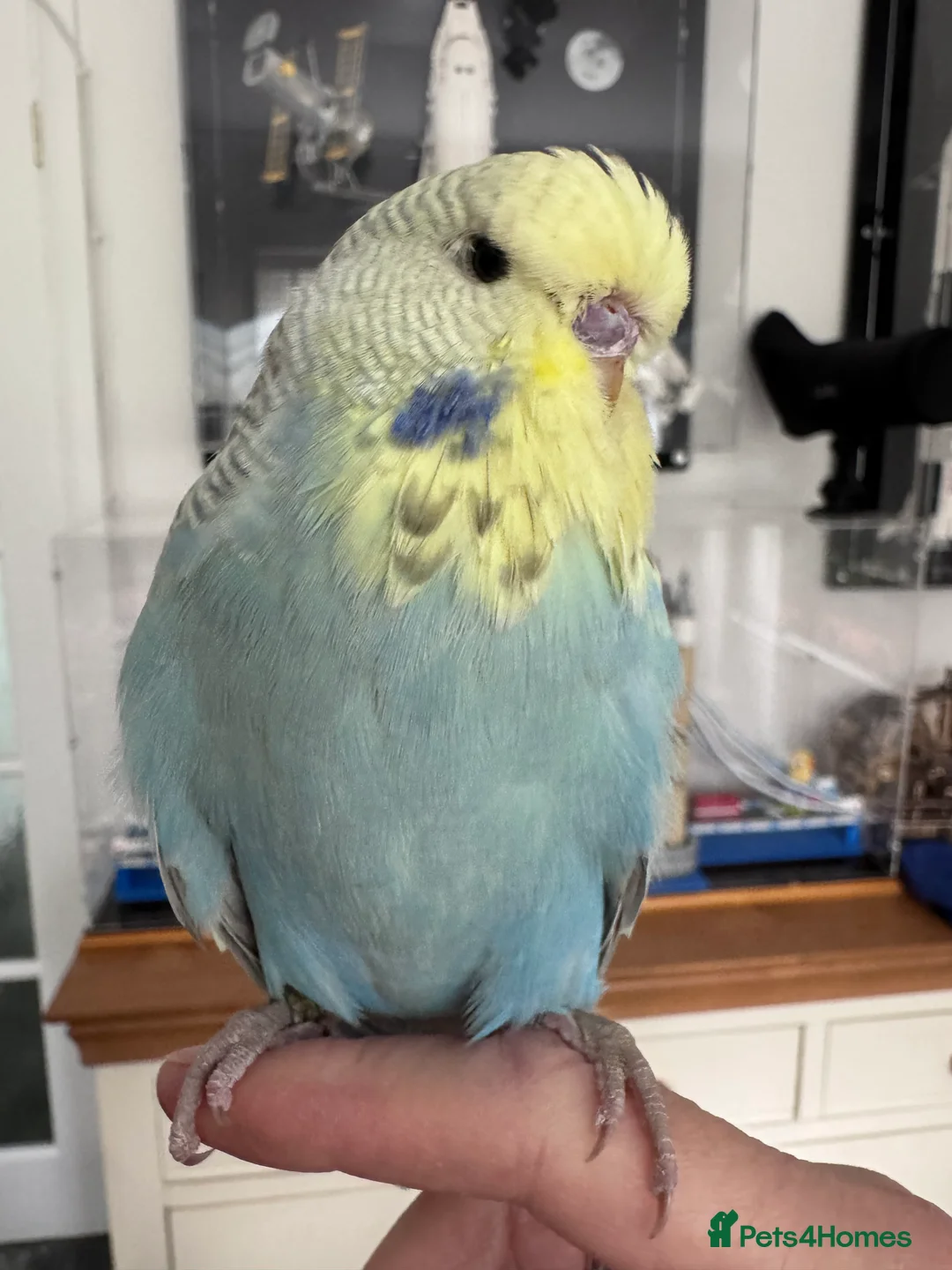 Budgerigars birds for sale: VERY RARE Baby Exhibition Budgie - Advert 1