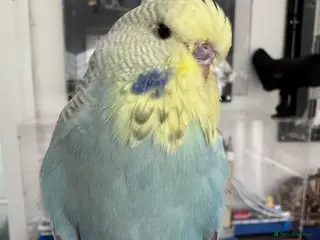 Budgerigars birds VERY RARE Baby Exhibition Budgie - Advert 2