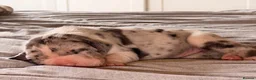 Great Dane dogs for sale: Great Danes puppies  in London - Advert 7