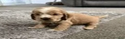 Cocker Spaniel dogs for sale: Stunning KC Pedigree Show type Cocker Spaniels - Advert 4