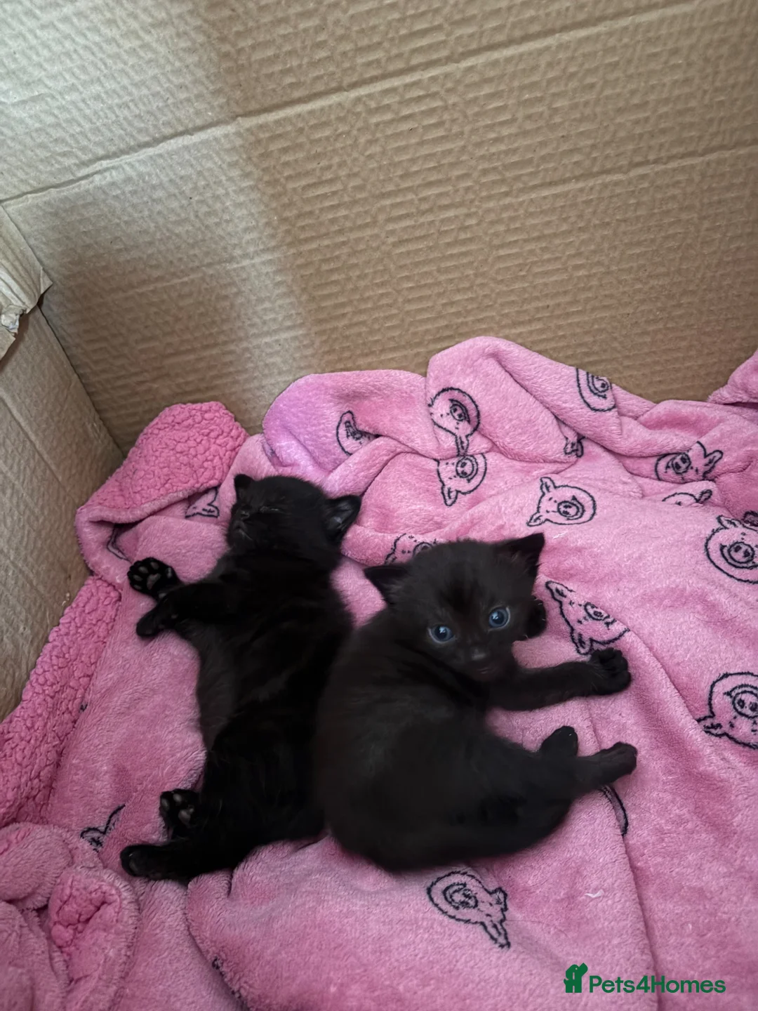 British Shorthair cats for sale: British shorthair X Siamese Kitten - Advert 2