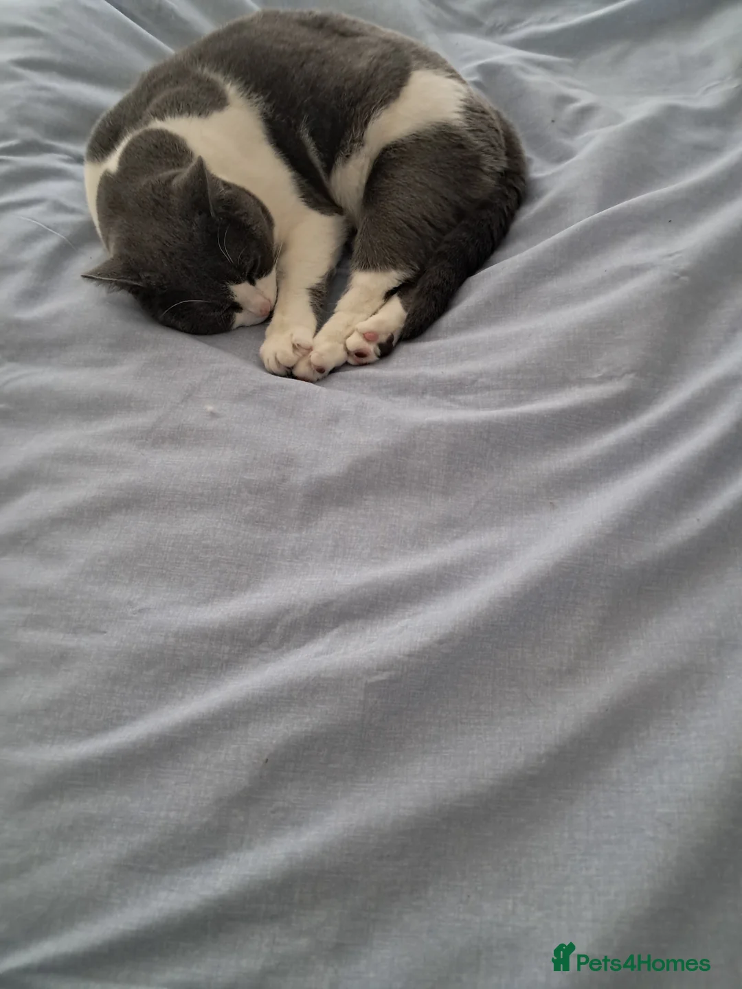British Shorthair cats for sale: British Shorthaired Young Boy in Huddersfield - Advert 2