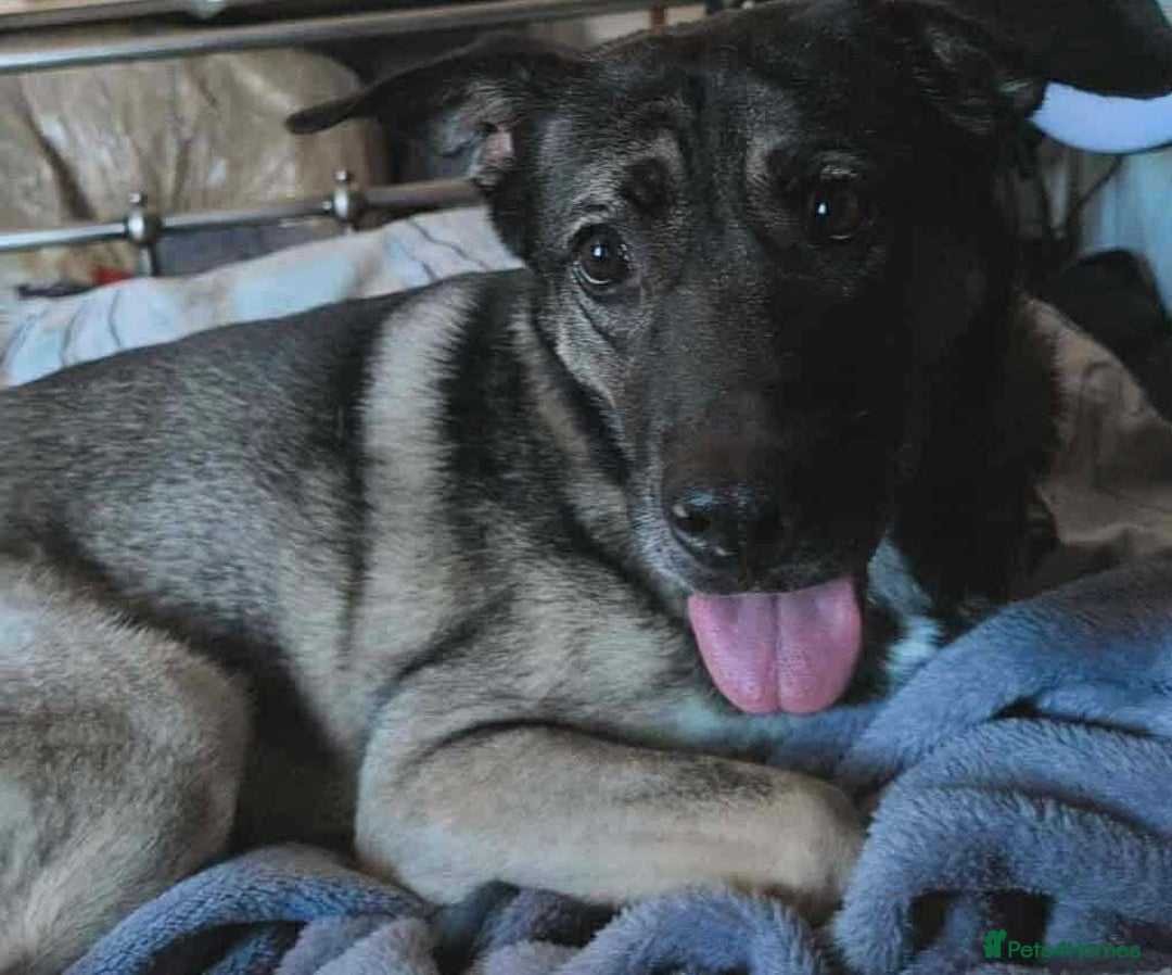Mixed Breed dogs for adoption: Meet Fagan, currently residing in Wales - Image 1
