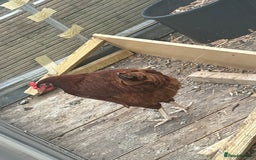 Chickens poultry for sale: 2 laying hens  - Image 2