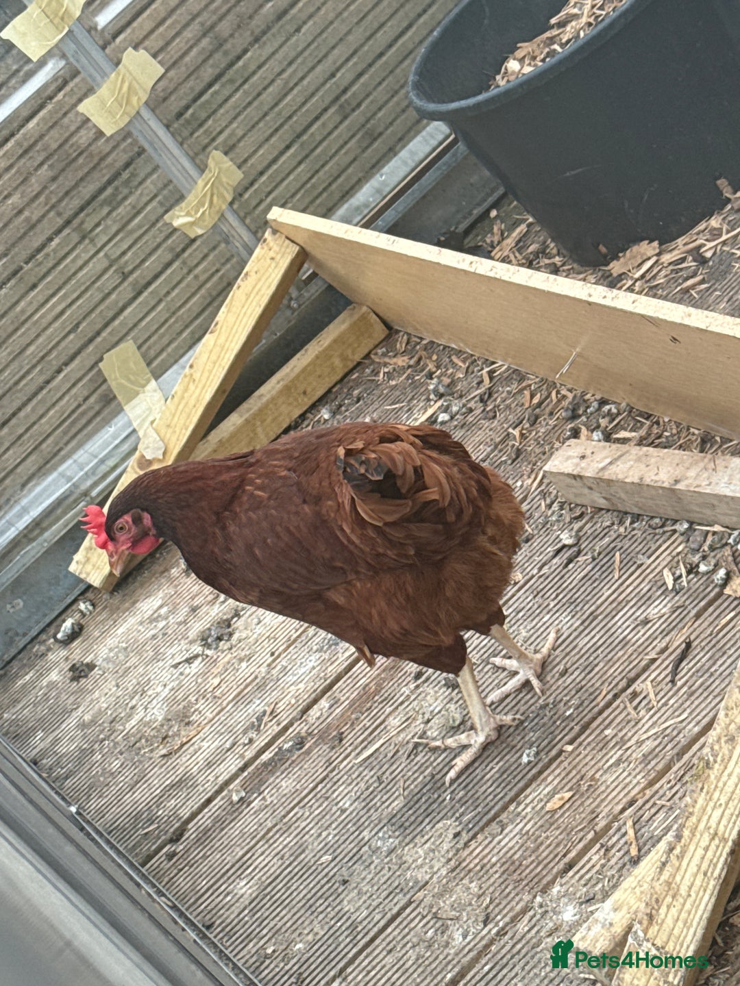 Chickens poultry for sale: 2 laying hens  - Image 2