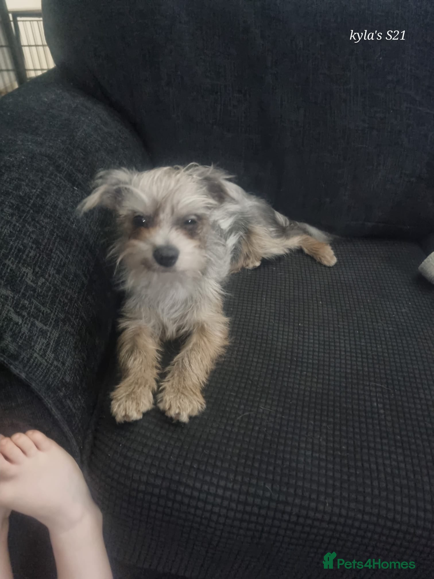 Chorkie dogs Merle chorkie male - Advert 9