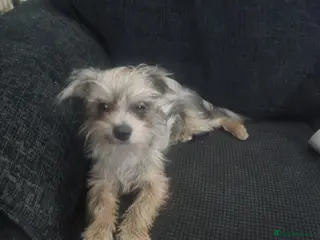 Chorkie dogs Merle chorkie male - Advert 9