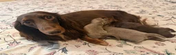 Miniature Dachshund dogs for sale: Long haired miniature dachshund x3 male - Advert 10