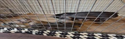 French Bulldog dogs for sale: French Bulldog pups - Advert 2