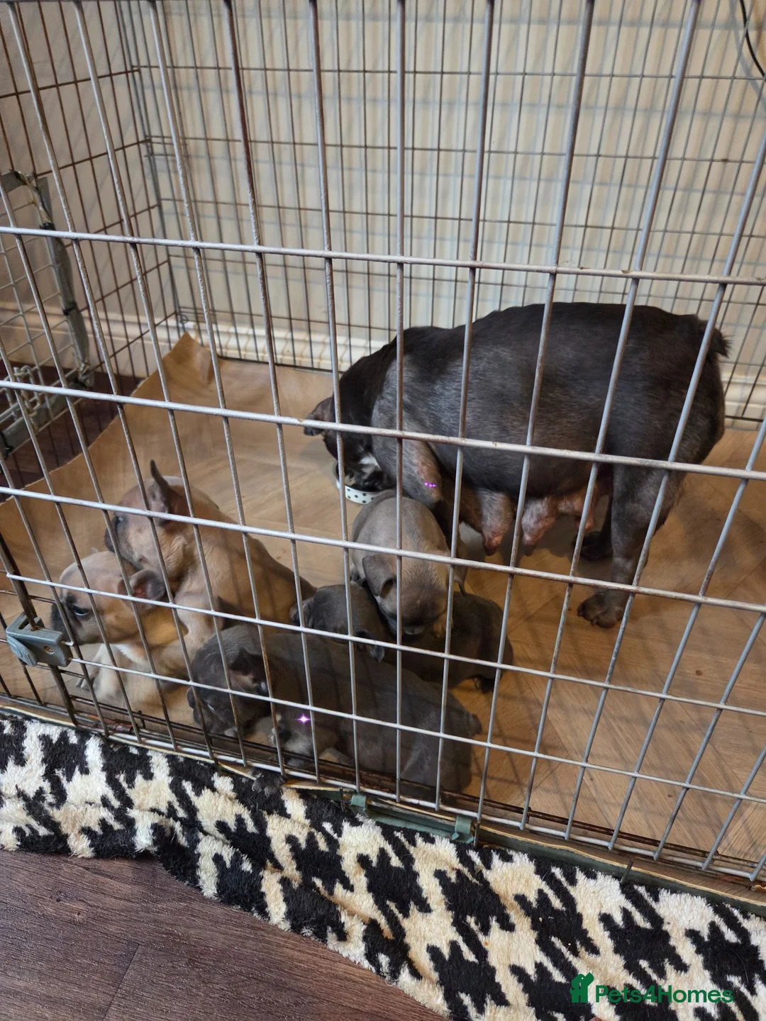 French Bulldog dogs for sale: French Bulldog pups - Advert 2