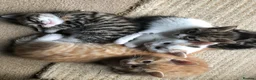 Mixed Breed cats for sale: Beautiful kittens looking for loving homes - Advert 24