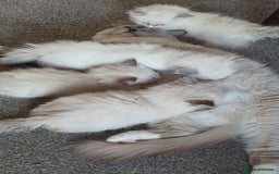 Ragdoll cats for sale: 🧁Sweet ragdolls - Image 26