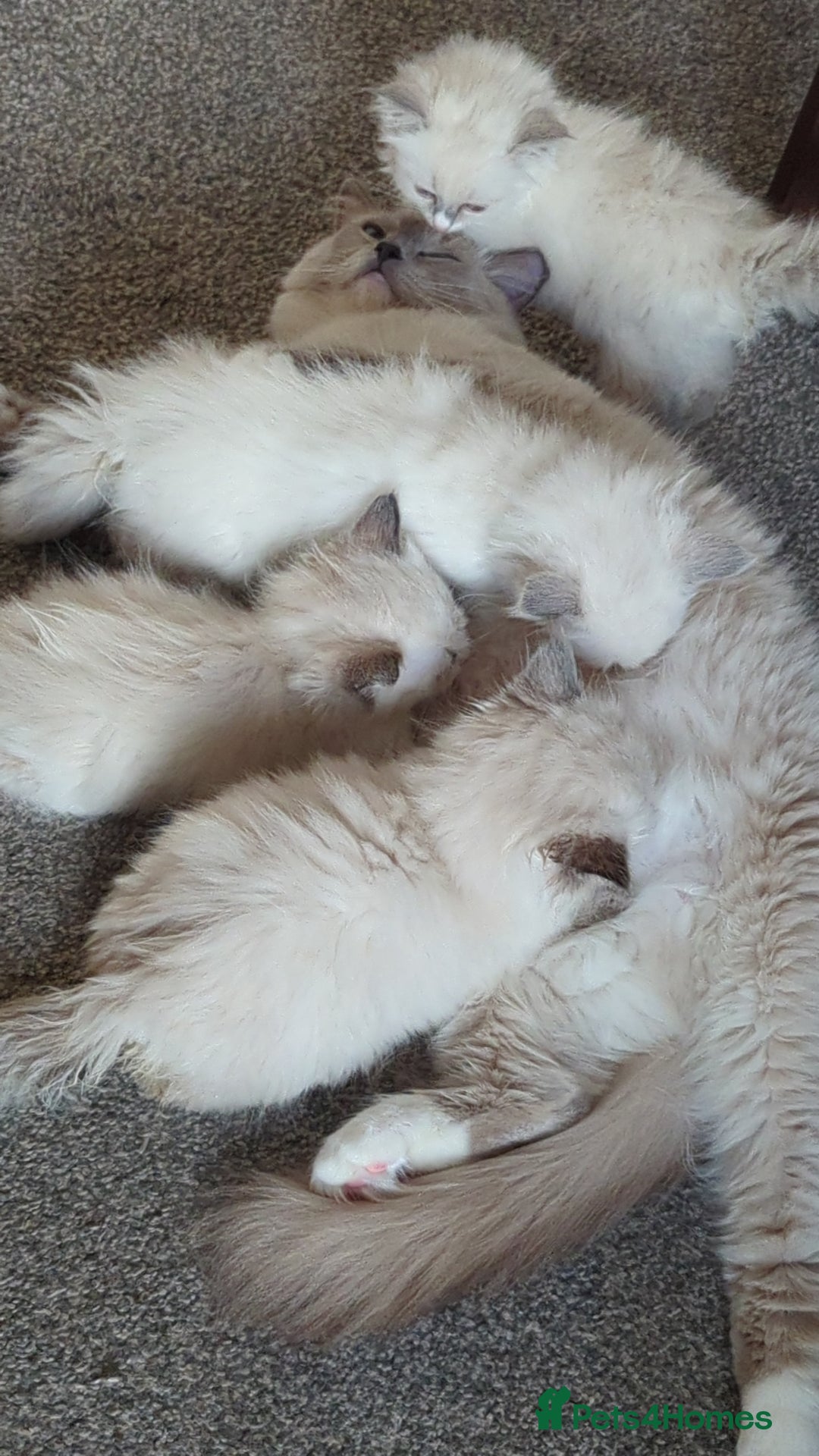 Ragdoll cats for sale: 🧁Sweet ragdolls - Image 26