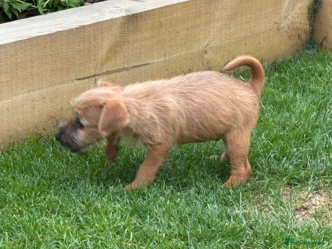 Mixed Breed dogs for sale: Working Lakeland x Patterdale  - Image 8
