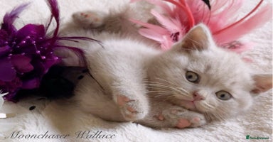 British Shorthair cats - Advert 8
