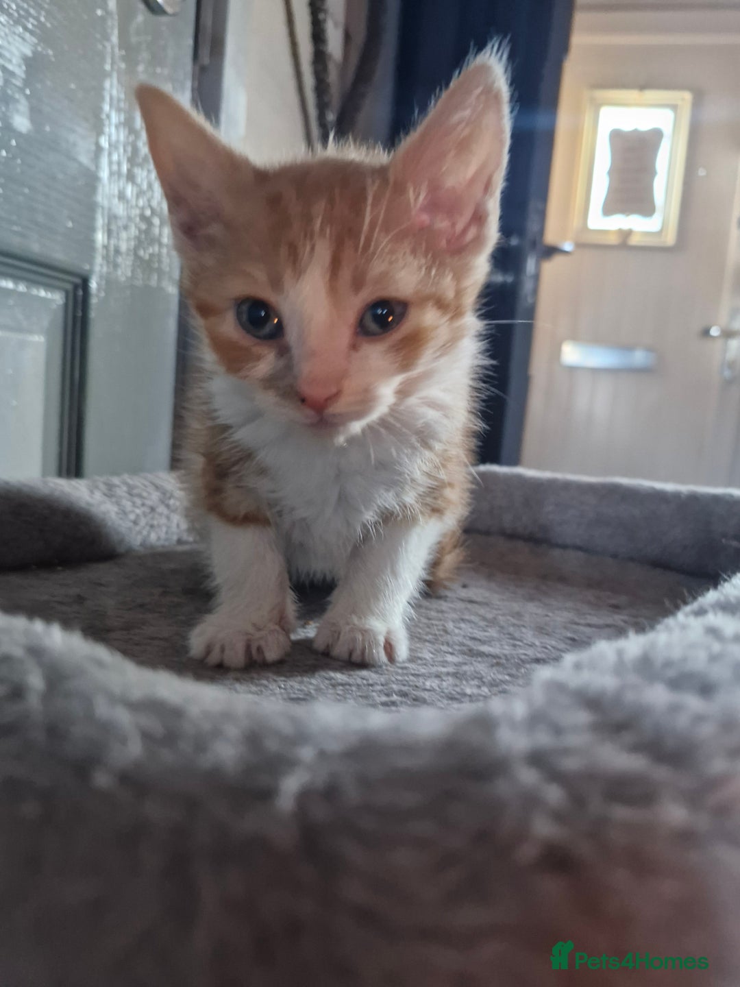 Domestic Shorthair cats for sale: Bundles off fun  - Image 7