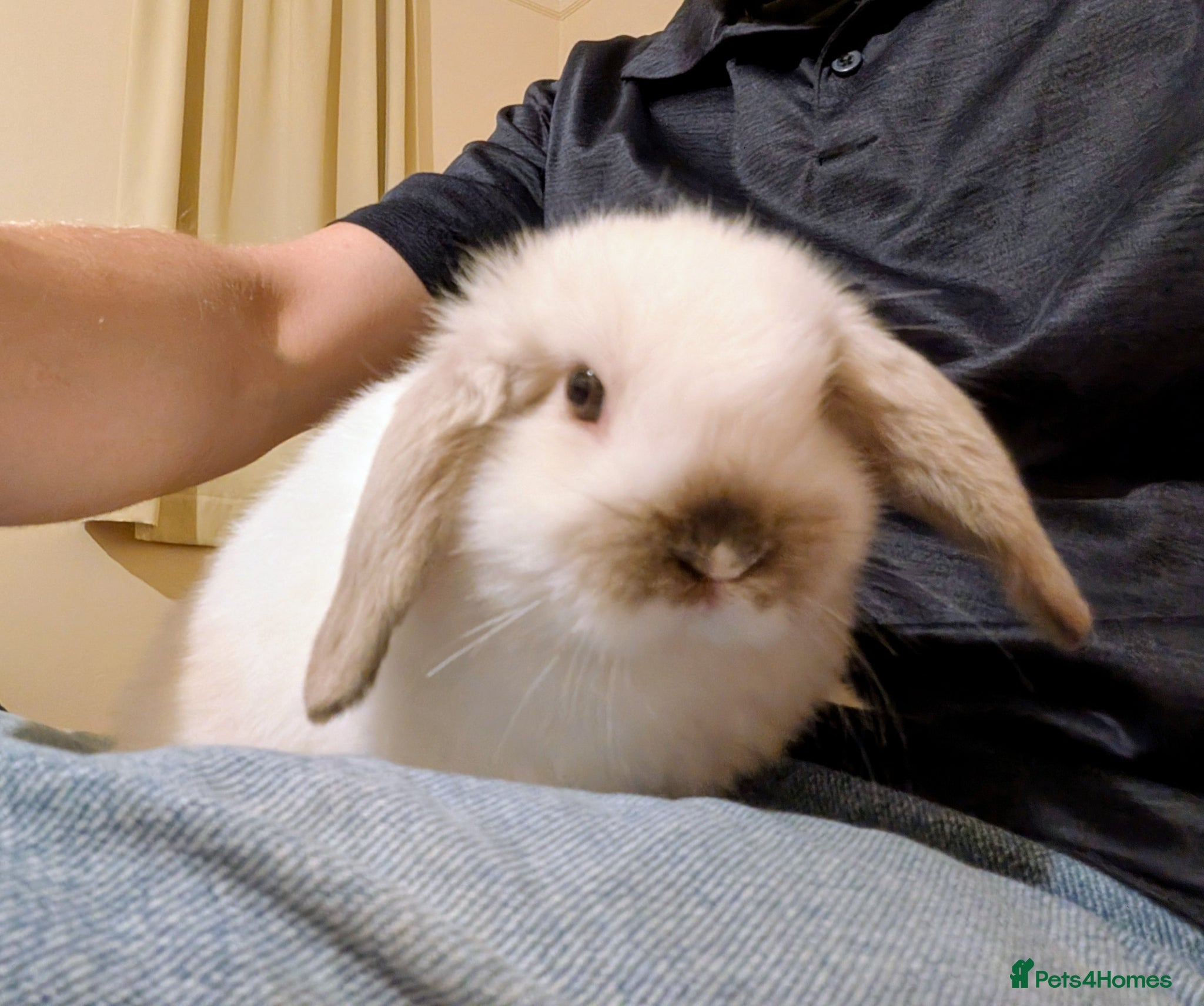 Mini Lop rabbits Mini lops Robertsbridge- very tame- 1 left! - Advert 2