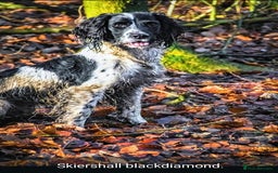 English Springer Spaniel dogs for sale: Working bred KC English Springer Spaniels puppies  - Image 32
