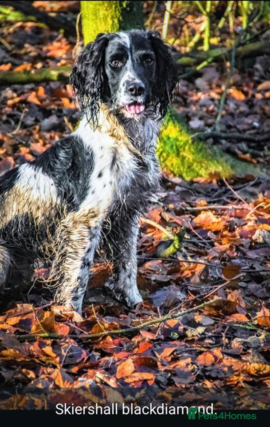 English Springer Spaniel dogs for sale: Working bred KC English Springer Spaniels puppies  - Image 32