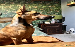 Mixed Breed dogs for sale: Rhaenyra for rehoming - Image 7