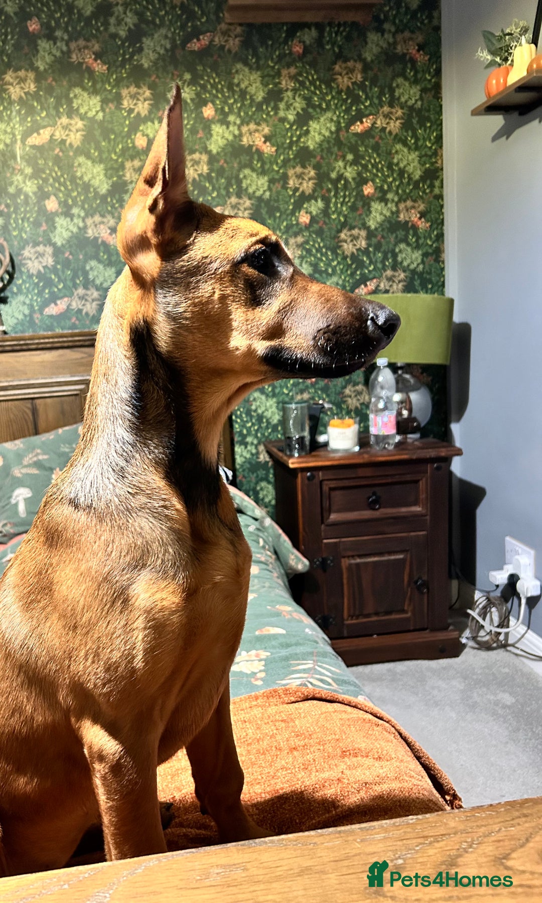 Mixed Breed dogs for sale: Rhaenyra for rehoming - Image 7