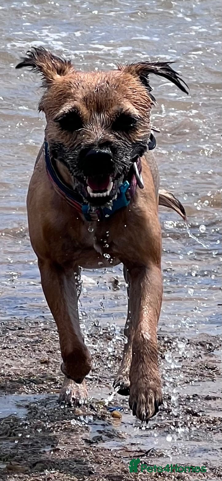 Border Terrier dogs KC registered 2y Border Terrier Bitch - Advert 2