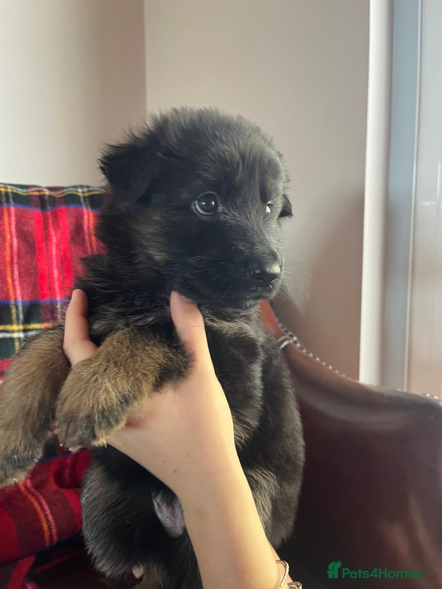 German Shepherd dogs *2 girls left* Dual Purpose GermanShepherd Puppies - Advert 2