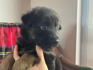German Shepherd dogs *2 girls left* Dual Purpose GermanShepherd Puppies - Advert 2
