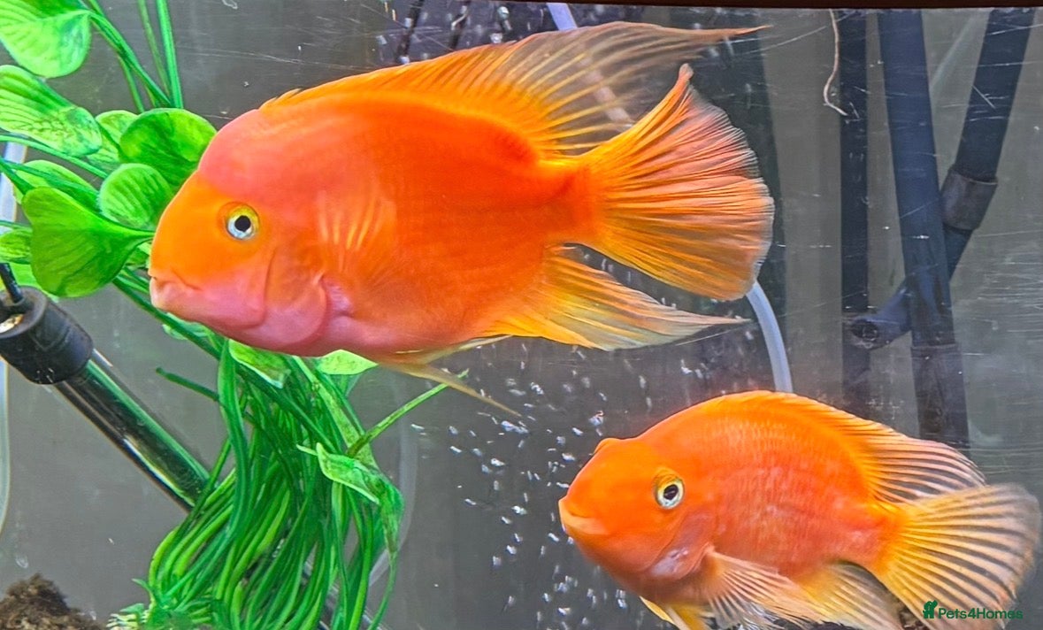 Cichlids fish 2 x large parrot fish  - Advert 1