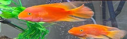 Cichlids fish for sale: 2 x large parrot fish  - Advert 1
