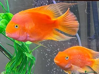 Cichlids fish 2 x large parrot fish - Advert 3