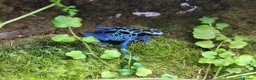 Frog reptiles for sale: Two Adult Koetari River Dart Frogs Sisters - Advert 8