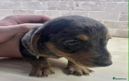 Dachshund dogs for sale: Miniature Dachshund puppies - Image 6