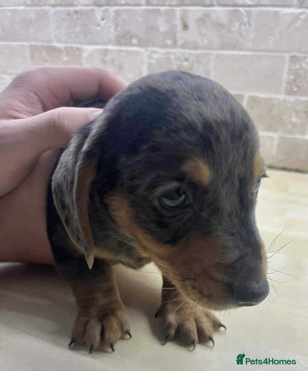 Dachshund dogs for sale: Miniature Dachshund puppies - Image 6