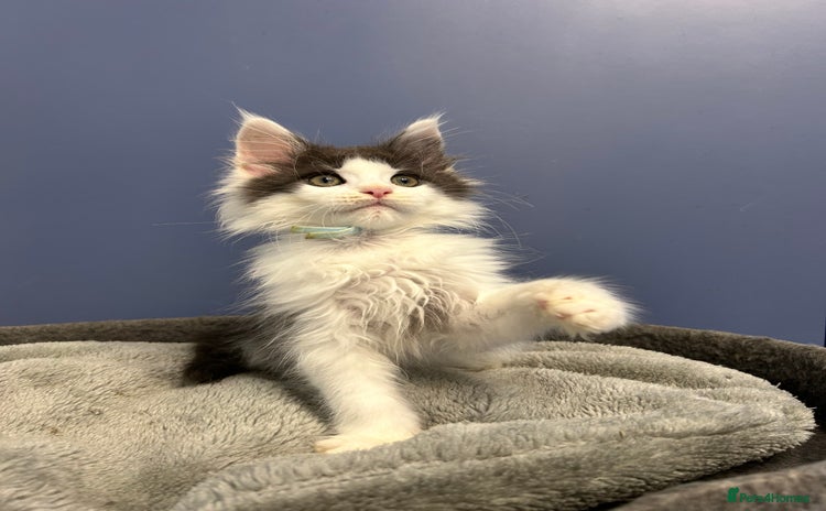 Maine Coon cats - Advert 15