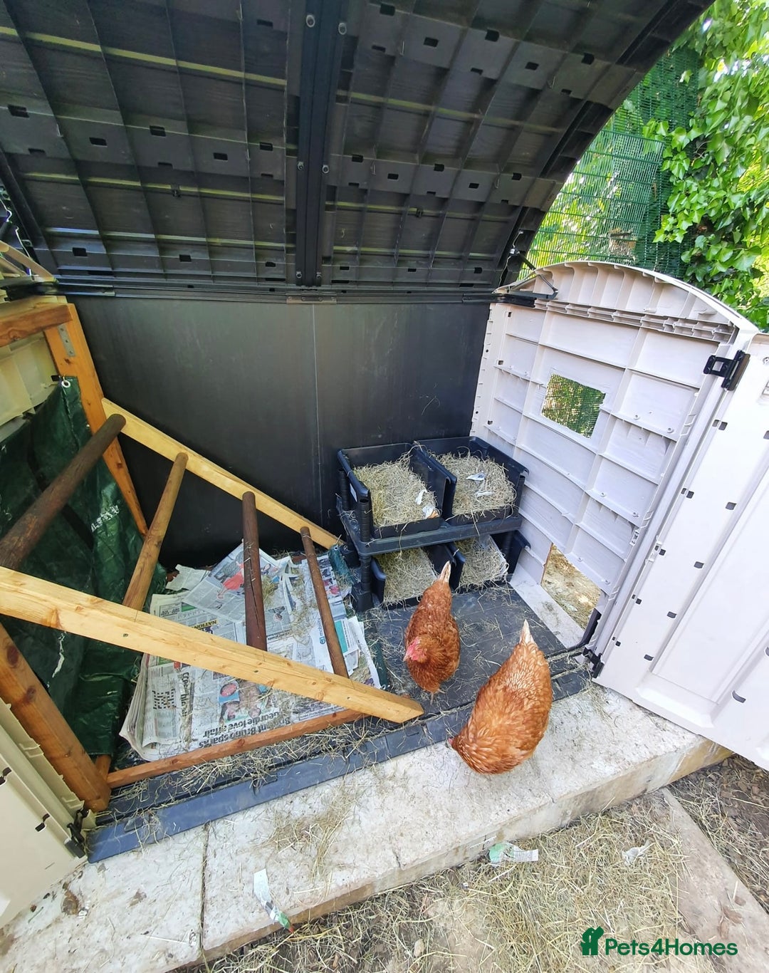 Chickens poultry for sale: Full chicken set up with chickens  - Image 2