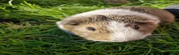 Guinea Pig rodents for sale: Beautiful guinea pigs - Advert 5
