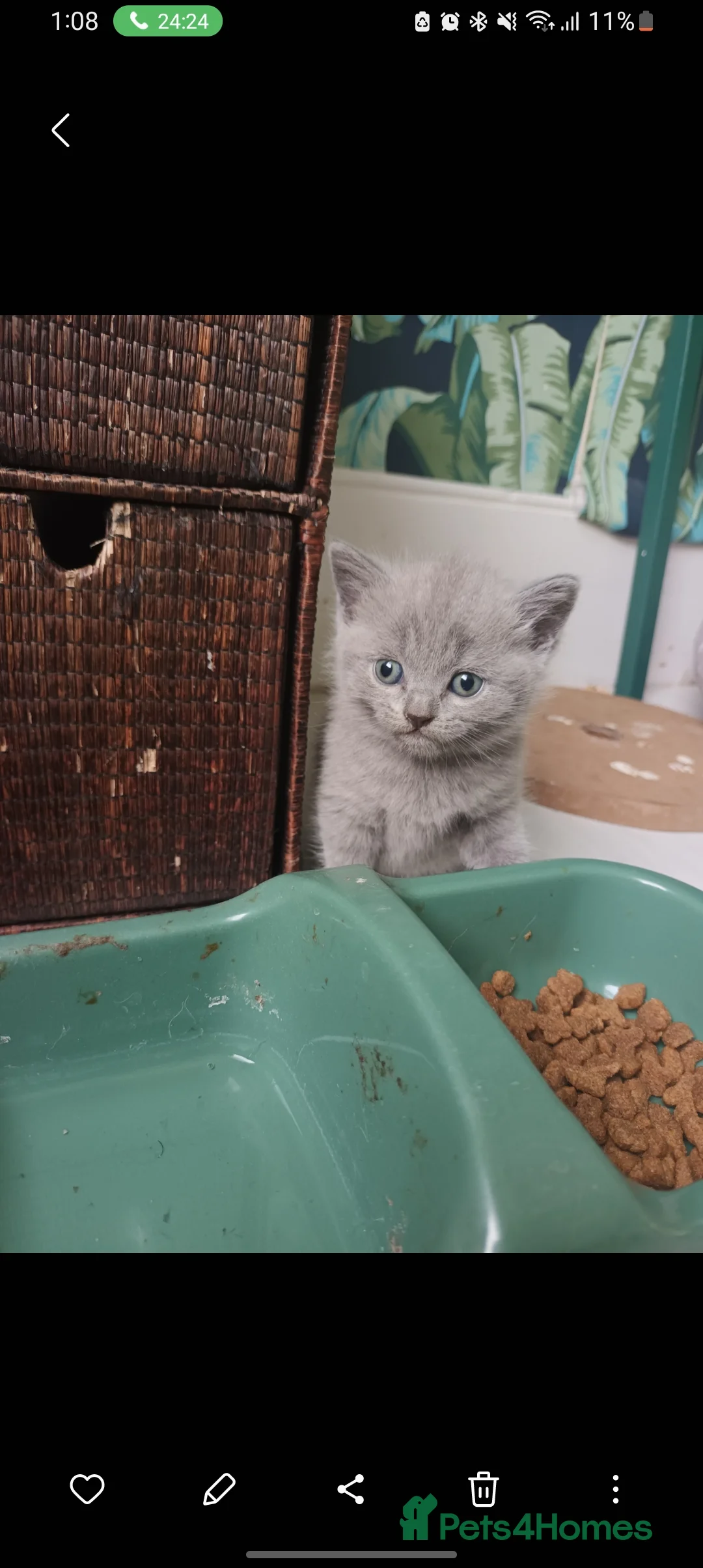 British Shorthair cats for sale: Baby British shorthair  - Advert 4