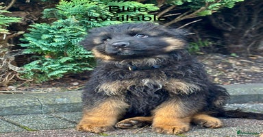 German Shepherd dogs - Advert 3