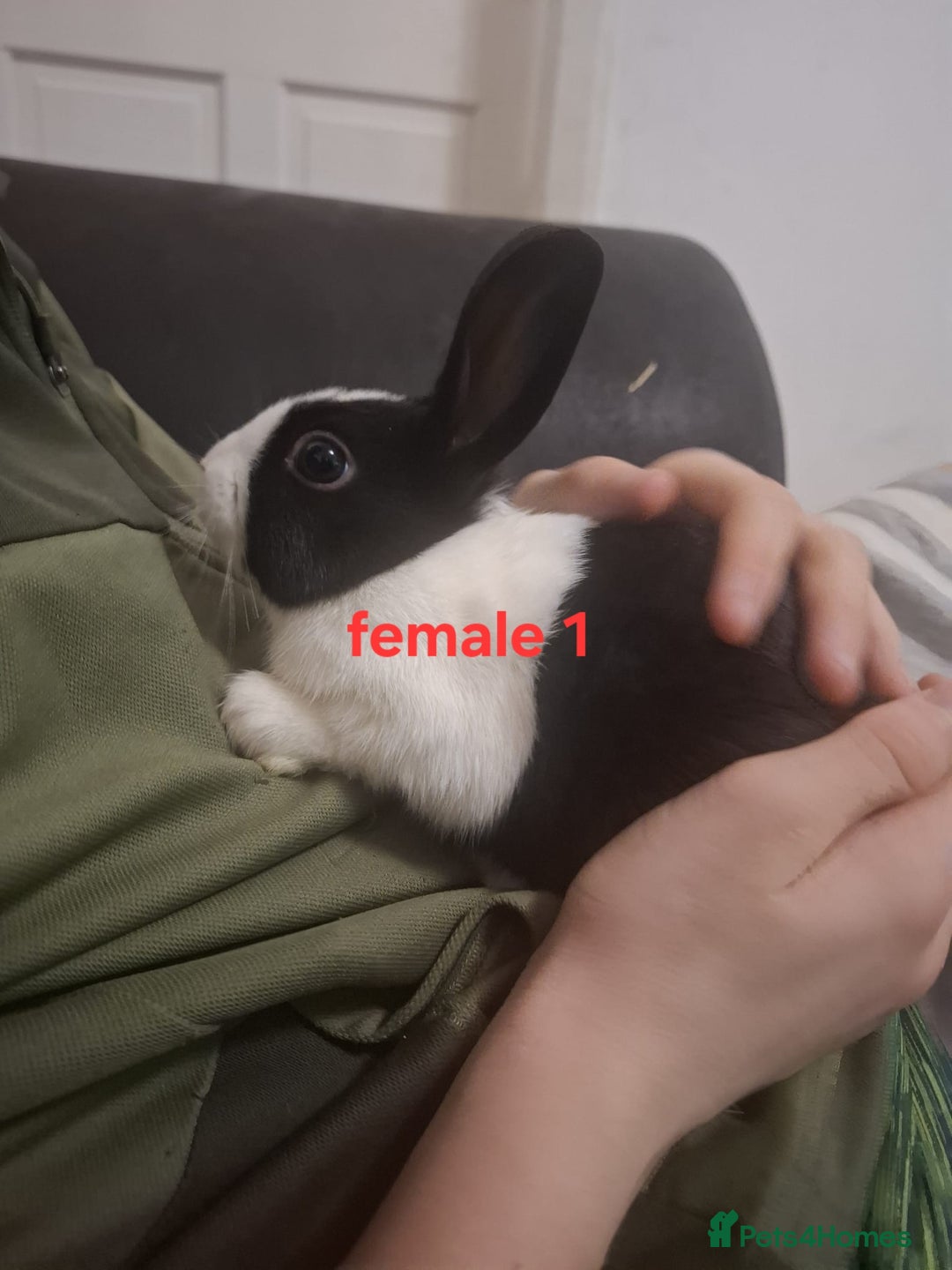 Mixed Breed rabbits for sale: 10 mixed breed rabbits  - Advert 1