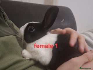 Mixed Breed rabbits 10 mixed breed rabbits - Advert 3