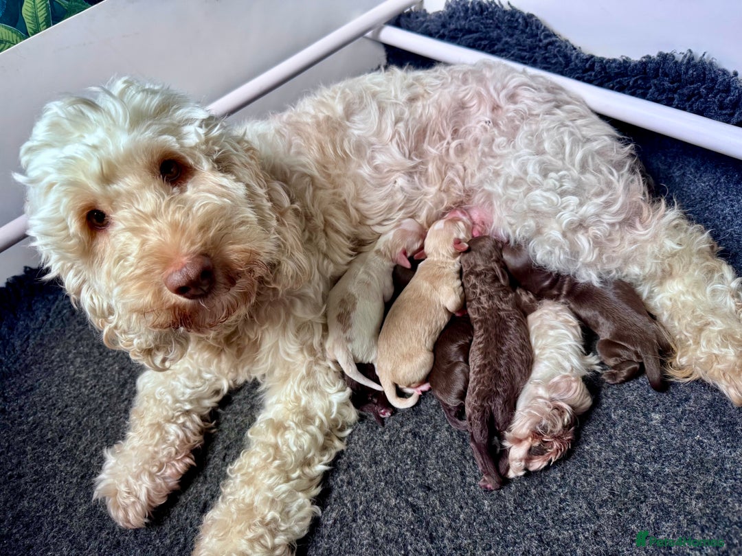 Cockapoo dogs for sale: STUNNING RARE CHOCOLATE COCKAPOO PUPPIES FOR SALE  - Advert 4