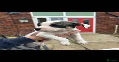 Staffordshire Bull Terrier dogs - Advert 5