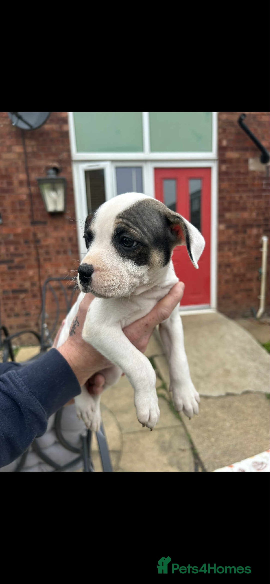 Staffordshire Bull Terrier dogs for sale: Beautiful staff pups for sale - Image 4