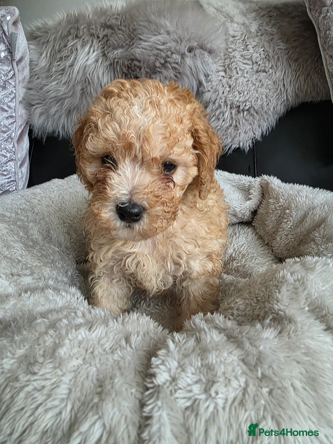 Cockapoo dogs for sale: Cream Cockapoo puppies - Advert 18