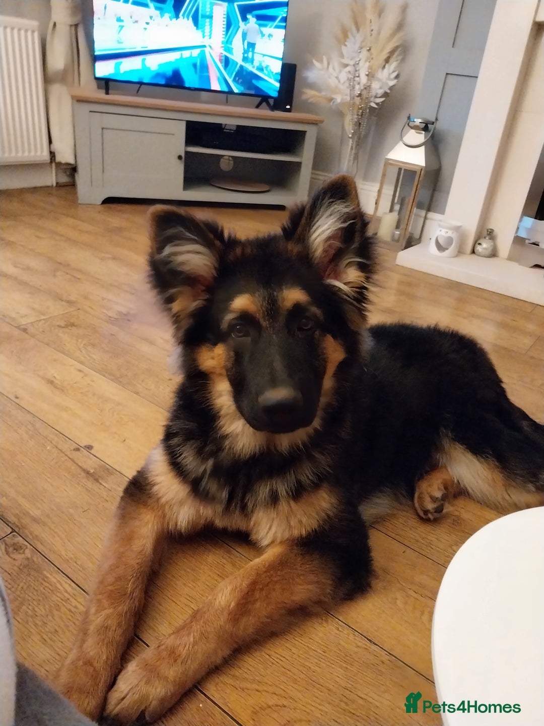 German Shepherd dogs for sale: 6 months old german shepherd  - Advert 1