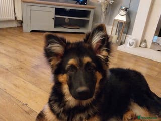 German Shepherd dogs 6 months old german shepherd - Advert 1